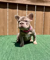 Isabella, a female French Bulldog for sale in The Colony, TX – 4 of 4