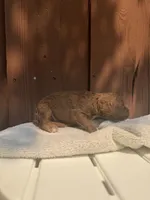Red, a male Miniature Goldendoodle for sale in The Colony, TX – 3 of 7