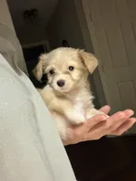 Lily, a female Malchi for sale in The Colony, TX – 2 of 3