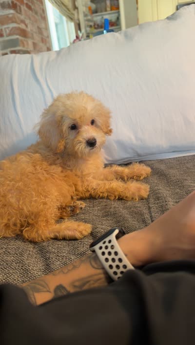 Ellie, a female Miniature Goldendoodle for sale in The Colony, TX – 2 of 2