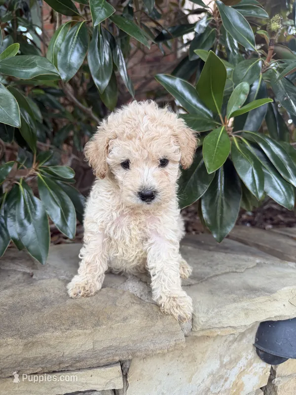 Toby – Poodle - Miniature  puppy for sale in The Colony, TX