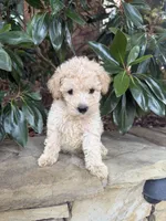 Toby, a male Poodle - Miniature  for sale in The Colony, TX – 1 of 2