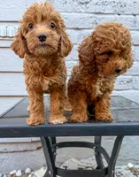 Ava, a female Miniature Goldendoodle for sale in The Colony, TX – 4 of 4