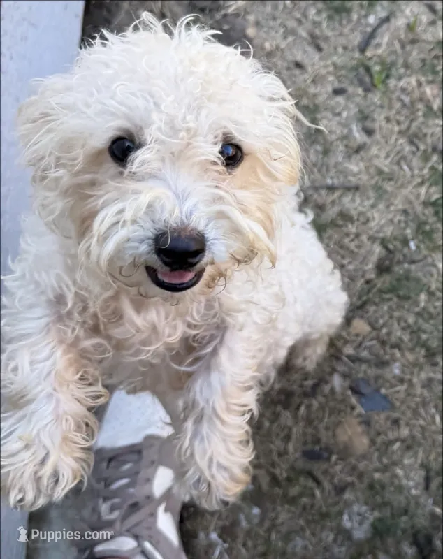 Lily, a female Poodle - Miniature  for sale in The Colony, TX – 1 of 2
