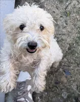 Lily, a female Poodle - Miniature  for sale in The Colony, TX – 1 of 2