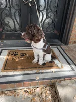 Hershey, a male Miniature Goldendoodle for sale in The Colony, TX – 5 of 9