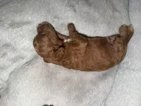 Red, a male Miniature Goldendoodle for sale in The Colony, TX – 6 of 7