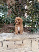 Bella, a female Miniature Goldendoodle for sale in The Colony, TX – 3 of 9
