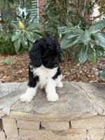 Oreo, a male Miniature Goldendoodle for sale in The Colony, TX – 3 of 10