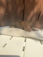 Red, a male Miniature Goldendoodle for sale in The Colony, TX – 2 of 7