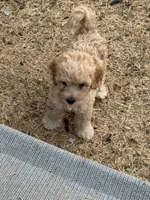 Tucker, a male Miniature Goldendoodle for sale in The Colony, TX – 2 of 4