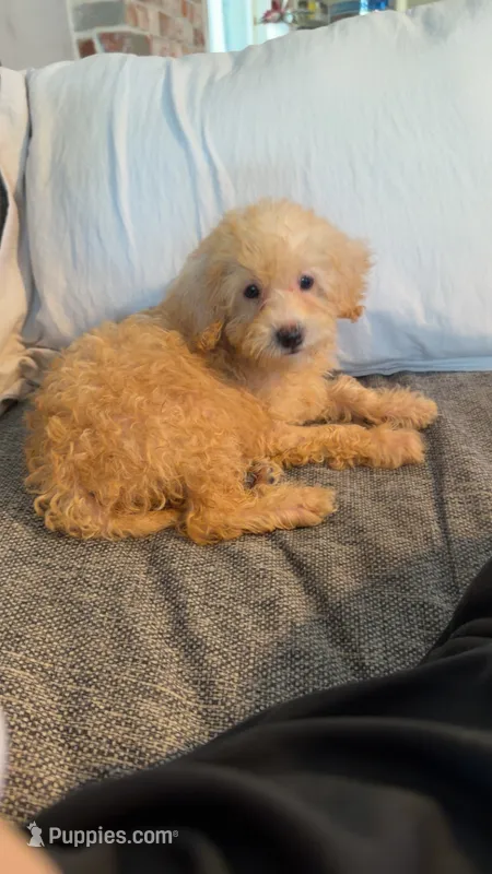 Ellie – Miniature Goldendoodle puppy for sale in The Colony, TX