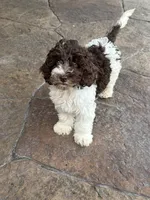 Hershey, a male Miniature Goldendoodle for sale in The Colony, TX – 5 of 10