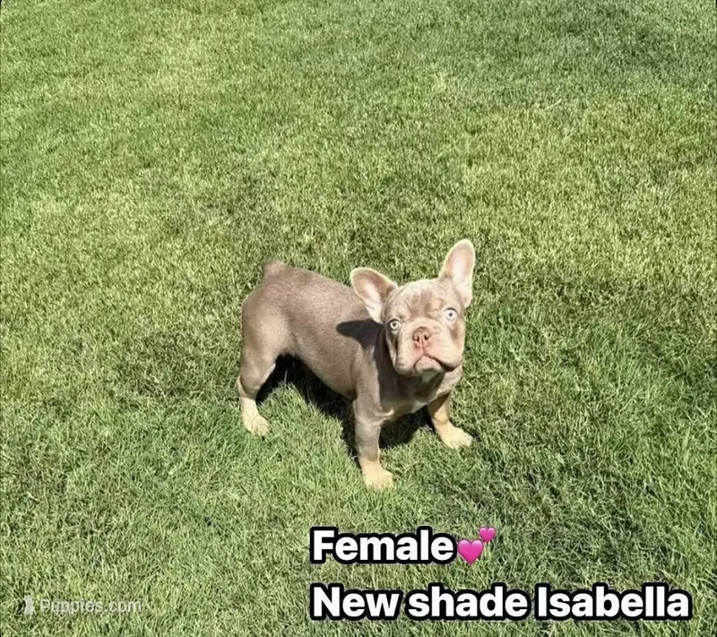 Isabella – French Bulldog puppy for sale in The Colony, TX