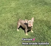 Isabella, a female French Bulldog for sale in The Colony, TX – 1 of 1