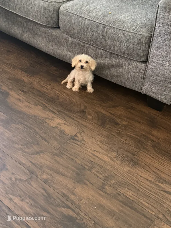 Lily – Poodle - Miniature  puppy for sale in The Colony, TX
