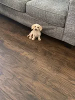Lily, a female Poodle - Miniature  for sale in The Colony, TX – 1 of 1