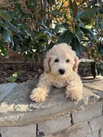 Bear, a male Miniature Goldendoodle for sale in The Colony, TX – 1 of 1