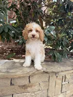 Lucy, a female Miniature Goldendoodle for sale in The Colony, TX – 1 of 6