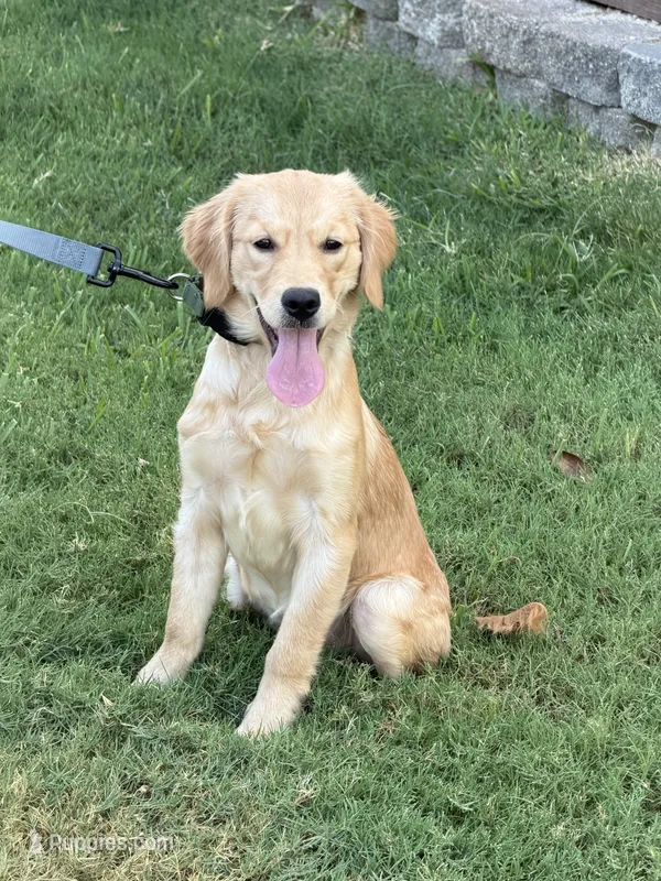 Sadie – Golden Retriever puppy for sale in The Colony, TX