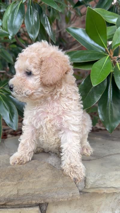 Toby, a male Poodle - Miniature  for sale in The Colony, TX – 2 of 2