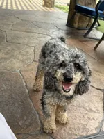 Hershey, a male Miniature Goldendoodle for sale in The Colony, TX – 3 of 10