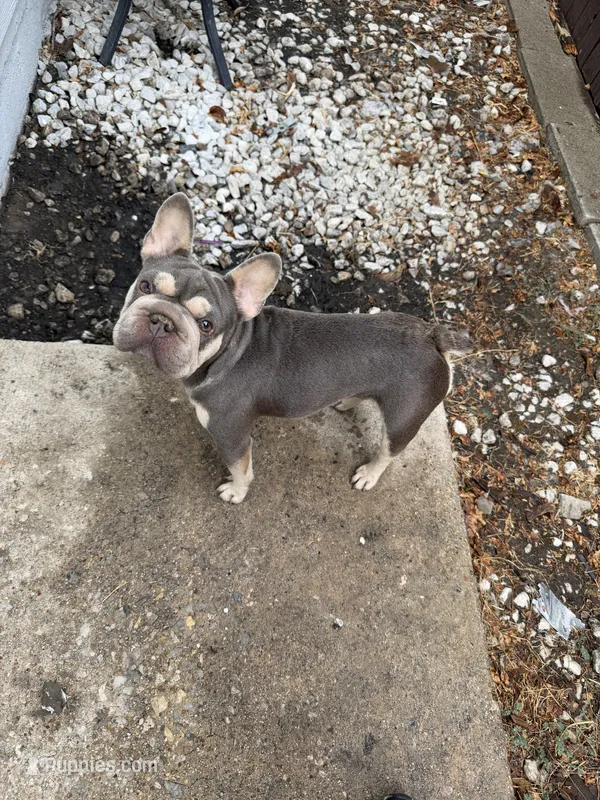 Silver – French Bulldog puppy for sale in The Colony, TX