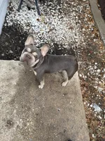Silver, a female French Bulldog for sale in The Colony, TX – 1 of 2