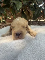 Archie, a male Miniature Goldendoodle for sale in The Colony, TX – 1 of 5