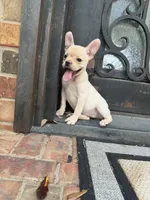 Lucy, a female Frenchton for sale in The Colony, TX – 2 of 2