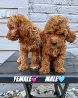 Ava, a female Miniature Goldendoodle for sale in The Colony, TX – 2 of 4