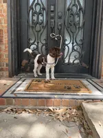 Hershey, a male Miniature Goldendoodle for sale in The Colony, TX – 6 of 9