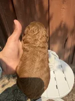 Red, a male Miniature Goldendoodle for sale in The Colony, TX – 4 of 7