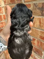 Jet, a male Miniature Goldendoodle for sale in The Colony, TX – 1 of 4