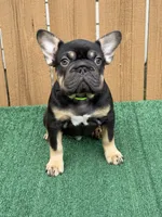 Hulk, a male French Bulldog for sale in The Colony, TX – 4 of 4
