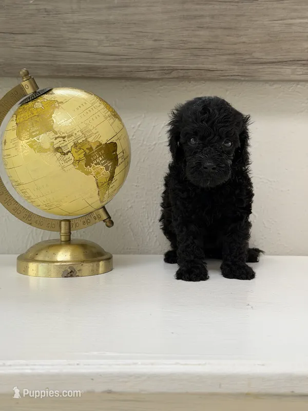 Lucy – Miniature Goldendoodle puppy for sale in The Colony, TX