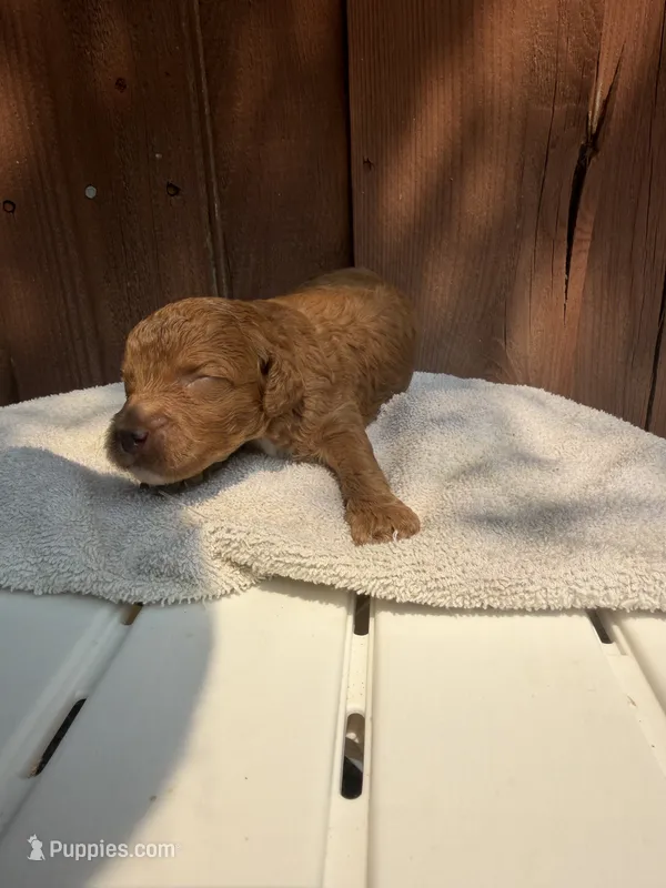 Red – Miniature Goldendoodle puppy for sale in The Colony, TX