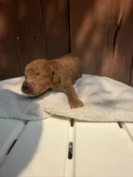 Red, a male Miniature Goldendoodle for sale in The Colony, TX – 1 of 7