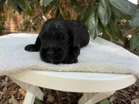 Jet, a male Miniature Goldendoodle for sale in The Colony, TX – 2 of 4