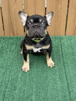 Hulk, a male French Bulldog for sale in The Colony, TX – 2 of 4