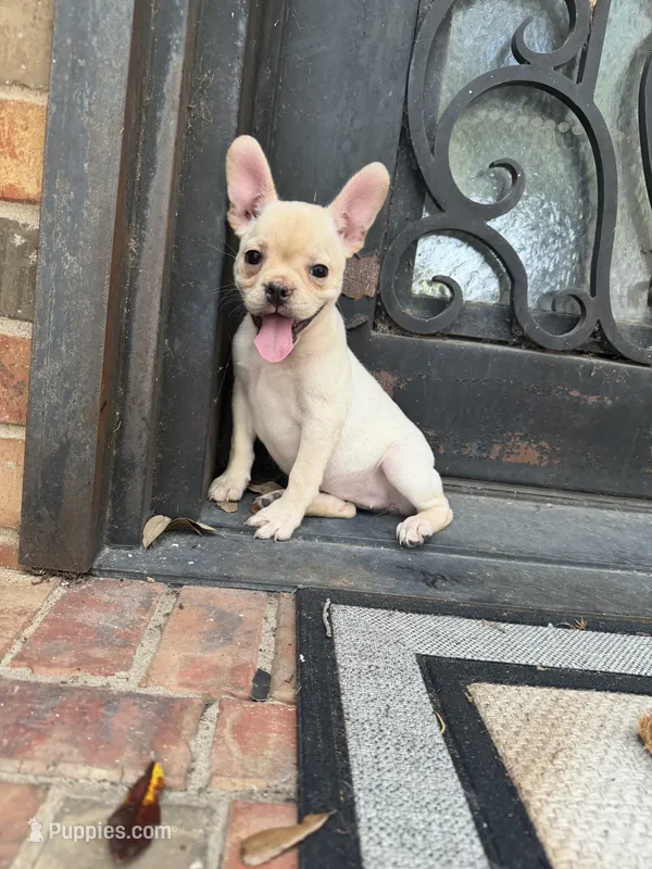Lucy – Frenchton puppy for sale in The Colony, TX