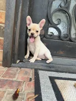 Lucy, a female Frenchton for sale in The Colony, TX – 1 of 2