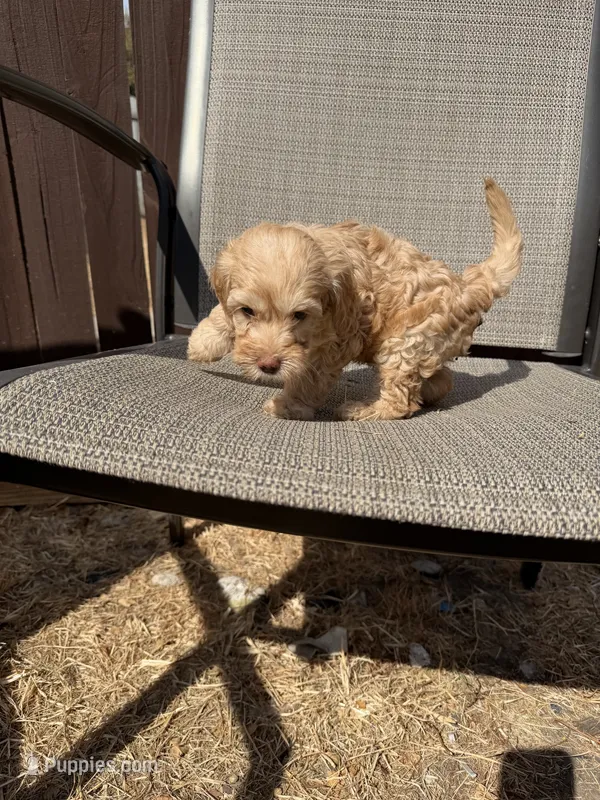 Bear – Miniature Goldendoodle puppy for sale in The Colony, TX