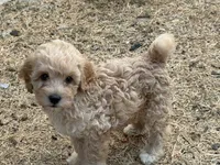 Tucker, a male Miniature Goldendoodle for sale in The Colony, TX – 3 of 4