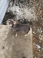 Silver, a female French Bulldog for sale in The Colony, TX – 2 of 2