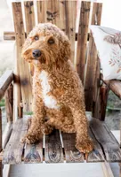 Willow, a female Miniature Goldendoodle for sale in The Colony, TX – 2 of 3