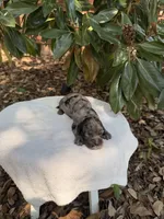 Blue, a male Miniature Goldendoodle for sale in The Colony, TX – 2 of 3