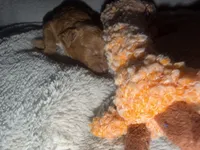 Red, a male Miniature Goldendoodle for sale in The Colony, TX – 5 of 7