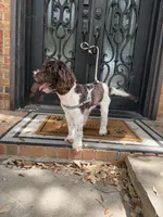 Hershey, a male Miniature Goldendoodle for sale in The Colony, TX – 9 of 9