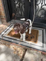 Hershey, a male Miniature Goldendoodle for sale in The Colony, TX – 4 of 9